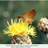 ochlodes sylvanus male4